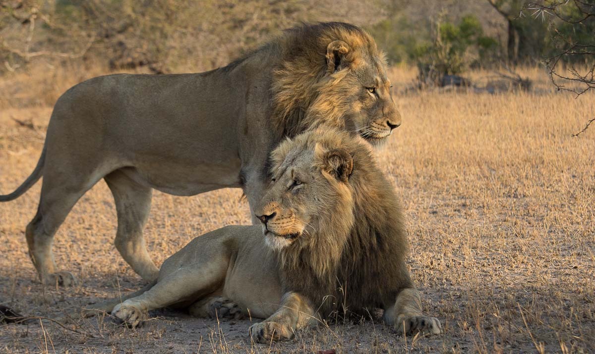 bigcatslions:  Photography Franscois Rosslee and Kosie Lategan, Pravir Patel, Terry