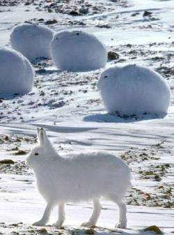 ltklowbi:  cerulean-leopardess:  sixpenceee:   Meet the arctic hare.    dunny (deer bunny)  it looks like a smol llama what