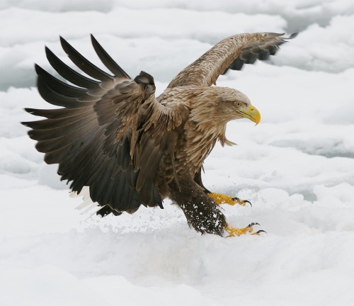 beautiful-wildlife:  Emergency Brake by Harry Eggens 