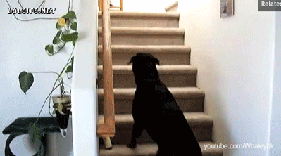 The Absolute Best GIFs
