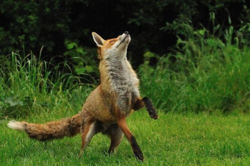 THIS FOX IS LIKE, “YOU WANNA GO, SKY? YOU WANT A PIECE OF THIS! I’LL FIGHT YOU RIGHT NOW!”(Check out