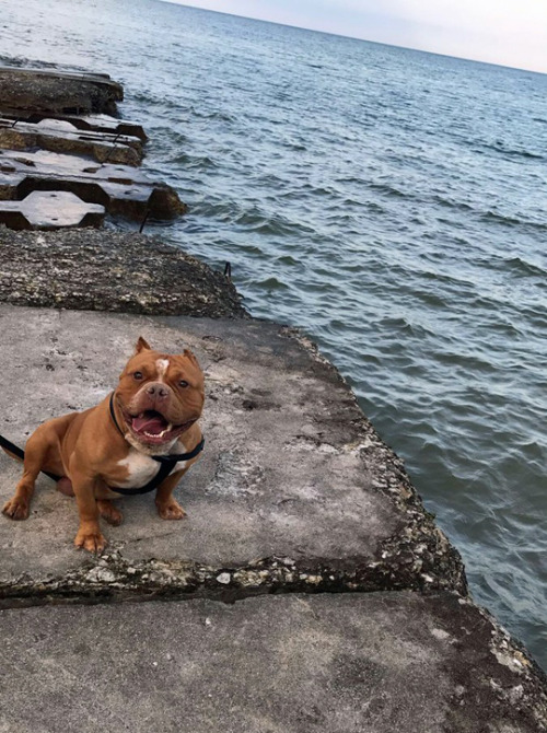 thefingerfuckingfemalefury:tastefullyoffensive:What a good boy. (via meriah_j)Look how happy he isI 