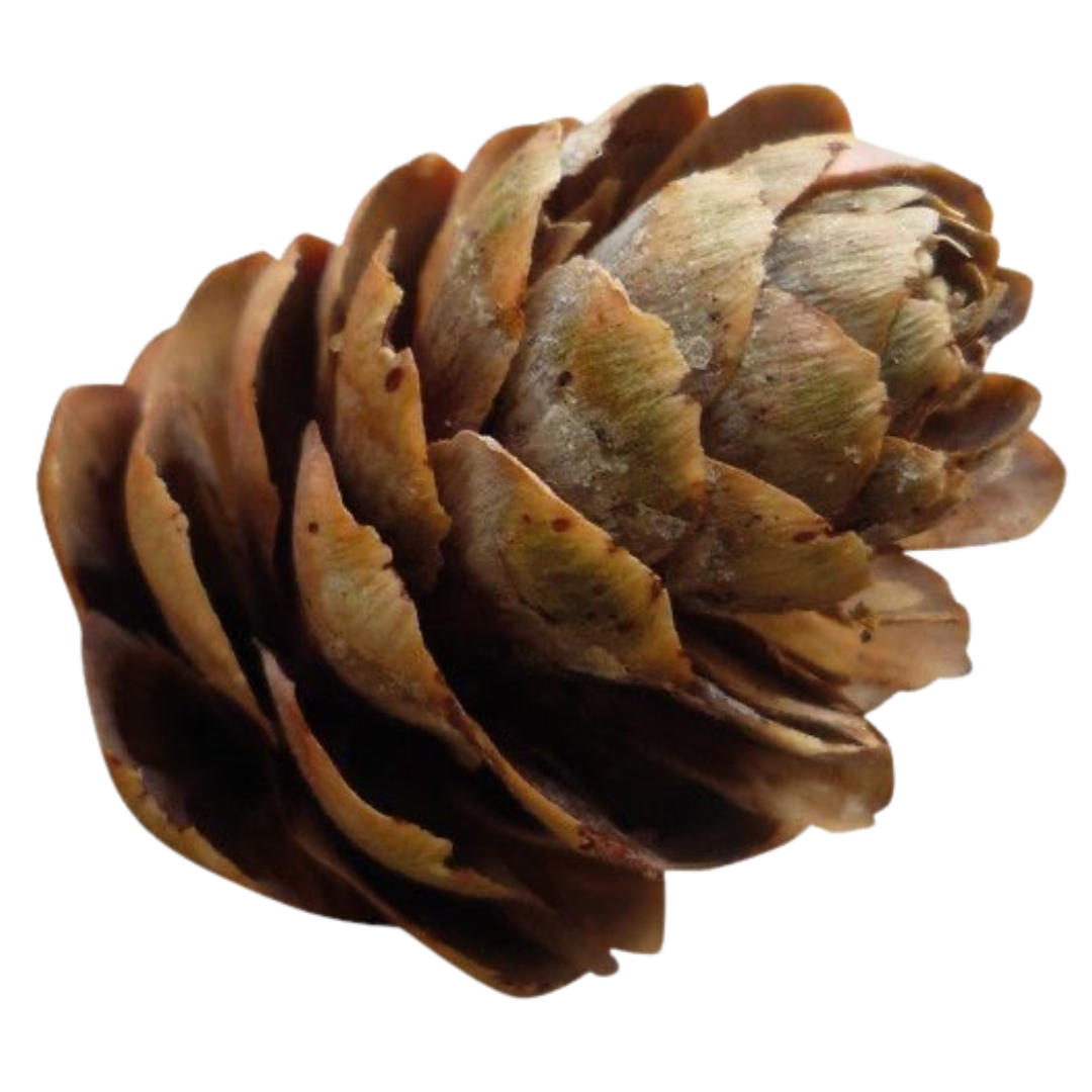 Pinecone