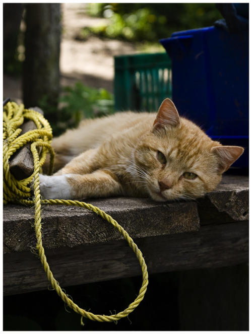 Fisherman&rsquo;s Cat (via kassi)