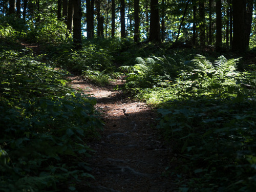 onetrillionthoughts: florianpainke: 18/07/01-1 & 6 – paths of light and shadow all good things a