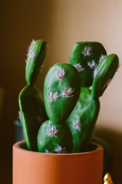 potted plants