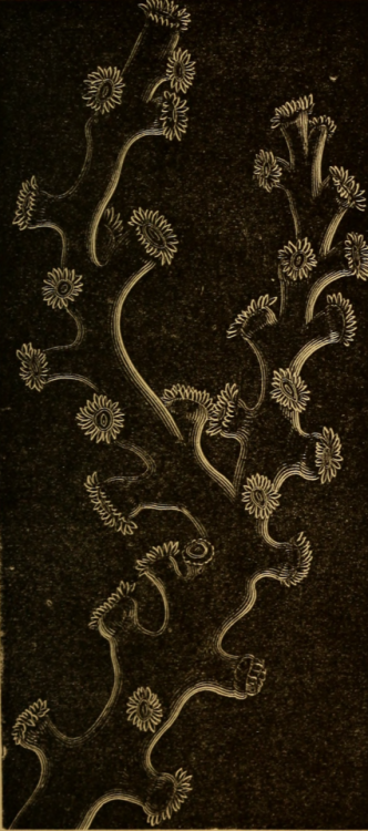 nemfrog: Coral. The builders of the sea. 1876.