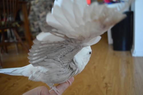SNOWY THE COCKATIE!!!!!! MORE WING ACTION &lt;3