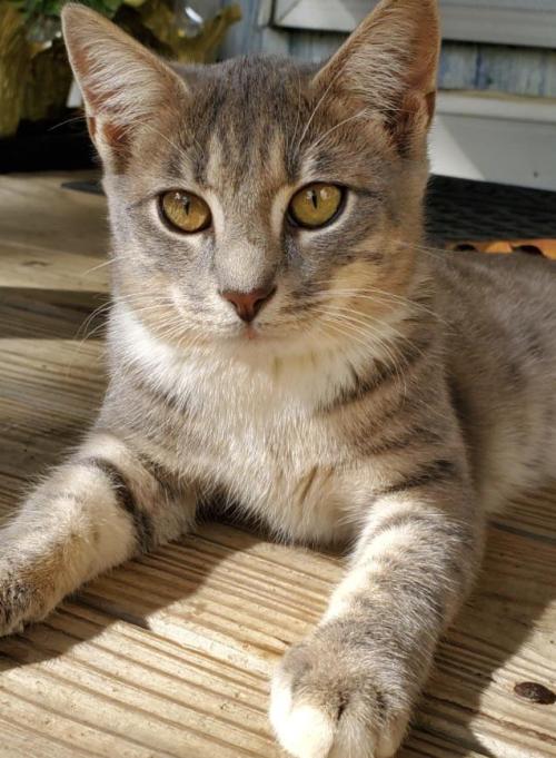 supermodelcats:Those piercing yellow eyes