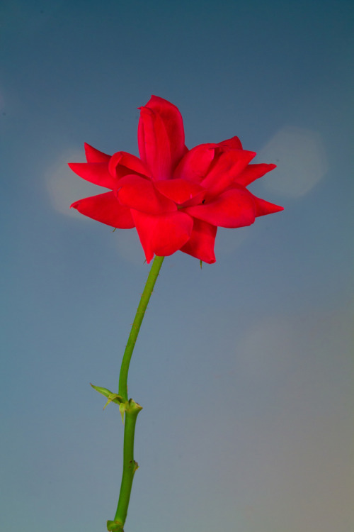 💙 Red Rose on 500px by Alan A Gilmore, Baltimore, USA☀ Canon… http://ift.tt/2dhbF87