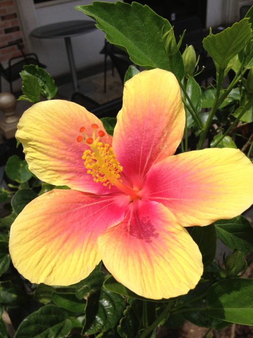 Hibiscus