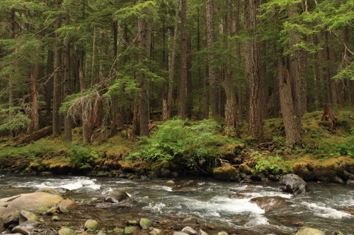 burningmine:Royal Basin Trail, August 2020