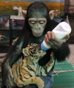 wolverxne:  Chimpanzee bottle feeds Tiger Cubs | Bangkok, Thailand. They are humans' closest relative, sharing a similar genetic make-up and displaying behaviour not unlike our own. Now this little chimpanzee is showing off a motherly instinct to rival