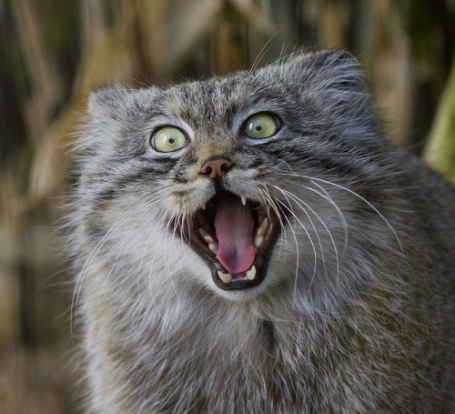 missvoltairine: felixity: howtoskinatiger: Fiesty Pallas Cat ! by wendysalisbury on Flickr. fla