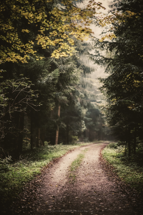 drxgonfly:Morning Walk (by Sandra Schmid)