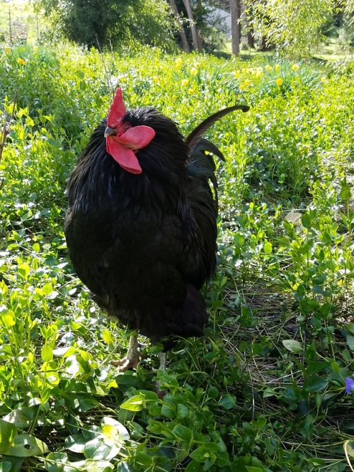 His wattles are out. of. control. 