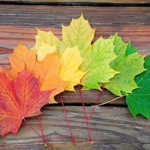 soft-kitti3:  Image via We Heart It http://weheartit.com/entry/200926081 #autumn