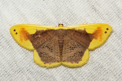 sinobug:Geometrid Moths (Plutodes sp., Ennominae, Geometridae) Plutodes is a genus of Geometrid moth