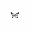 XXX Butterfly photo