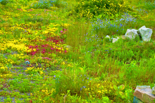 tulipnight:Painterly Flowers by Allen Ramlow