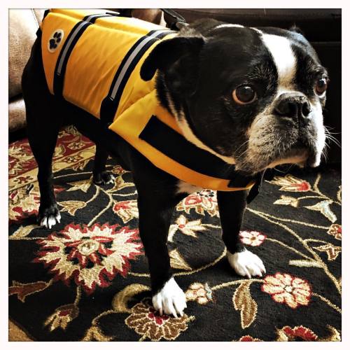 <p>Guess what we’re doing today??? 🏊🏻🐶 #sirwinstoncup #oldhickorylake #safetyfirst #bostonterrier #bostonsofinstagram #bostonterriercult #flatnosedogsociety  (at Fiddlestar)</p>