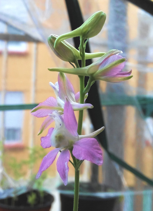 03/Jun/2016Delphinium flowers