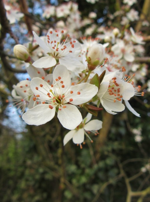 vwcampervan-aldridge: Spring Hawthorn Blossom, Needwood, Staffordshire, England All Original Photogr