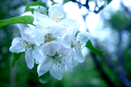 twilightsolo-photography: White Apple Blossoms ©twilightsolo-photography