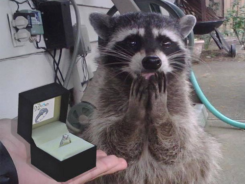 “You’ve made me the happiest trash panda in the world!”