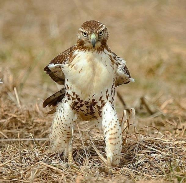 That eagle looks like he’s about to kick my ass.