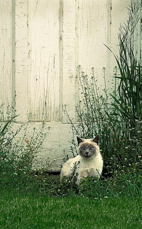 Cross-eyed Farm Cat(via - Kay Beausoleil)