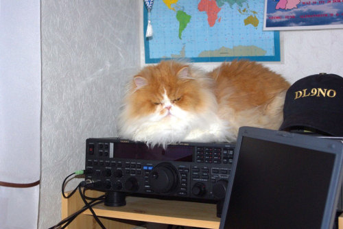 totheark:ham radio cats