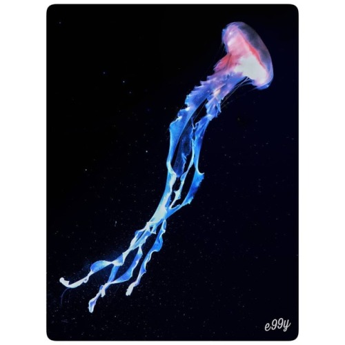 jelly.verse #momentalist #jellyfish #nature #igershttps://www.instagram.com/p/BvVb47GBHn_/?utm_sou