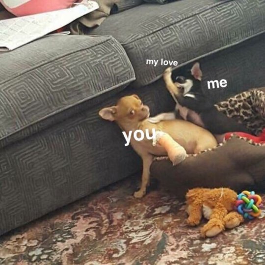 animalwoonz:  