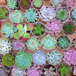 osita-mimi:  🌸Lovely succulents🌼