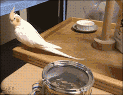 4gifs:Cockatiel uses his beak to play toy
