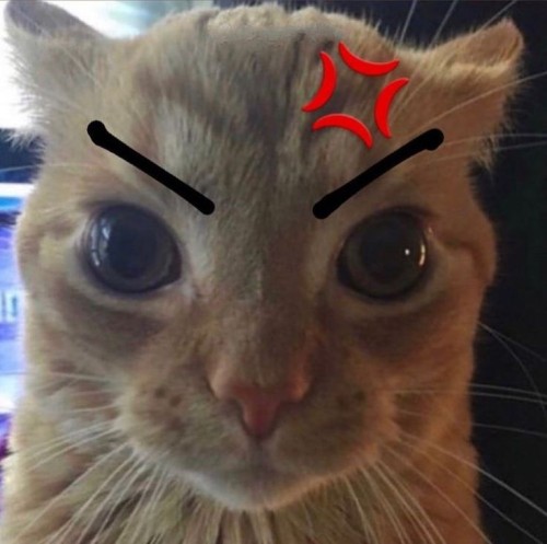 G-gatitos??