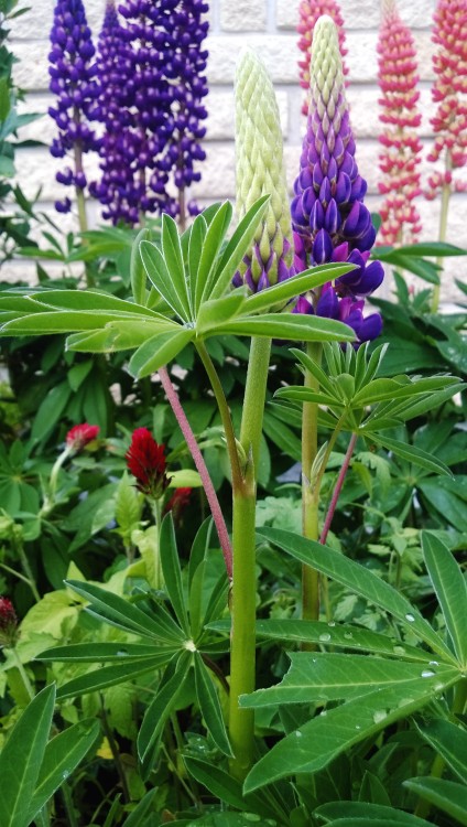 pragmaculture:Nitrogen fixing doesn’t have to be ugly! Russel hybrid lupins (Lupinus polyphyllus) an