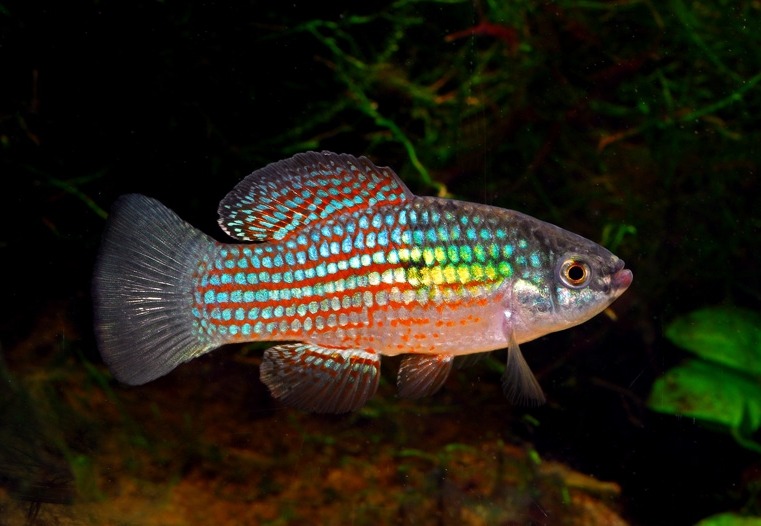 North American Native Fishtanks � Saluting the Florida Flagfish, Jordanella  floridae...