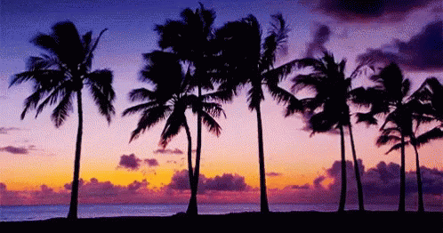 Palm Trees On Tumblr Palm Trees On Tumblr