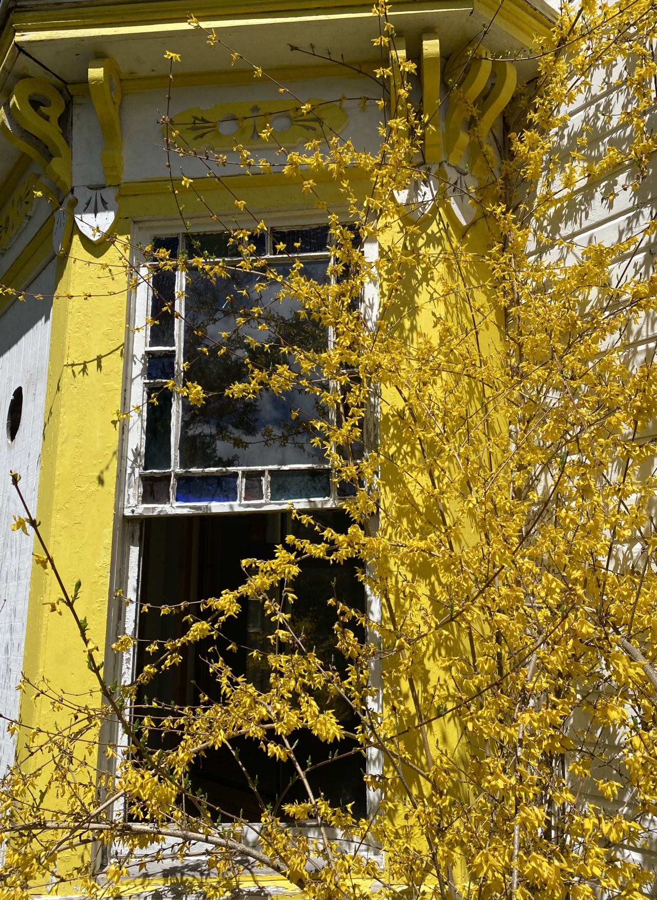 Upstate NY. Old abandoned hotel with forsythia, 2021 #abandoned buildings#abandoned#stained glass#forsythia #stained glass window #window#yellow#spring #upstate new york #stamford ny#my photo#original content#flowers