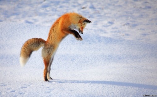 Awesome Photography Capturing A Fox Hunting In The Snow So Cool ;)