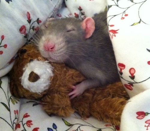 thelifeofmyferrets - babyanimalgifs - animals cuddling their...