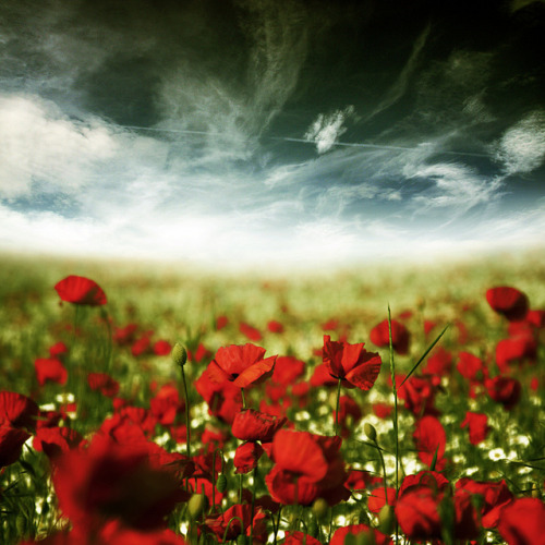 ~ my poppy dream ~ by ~ Pixel Passion ~ on Flickr.