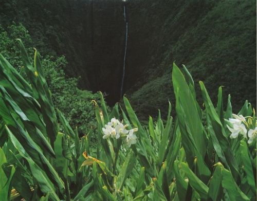 pleoros:David Muench, Ginger and the twin waterfalls of Hiilawe, Waipio Valley, Hawaii, 1984.