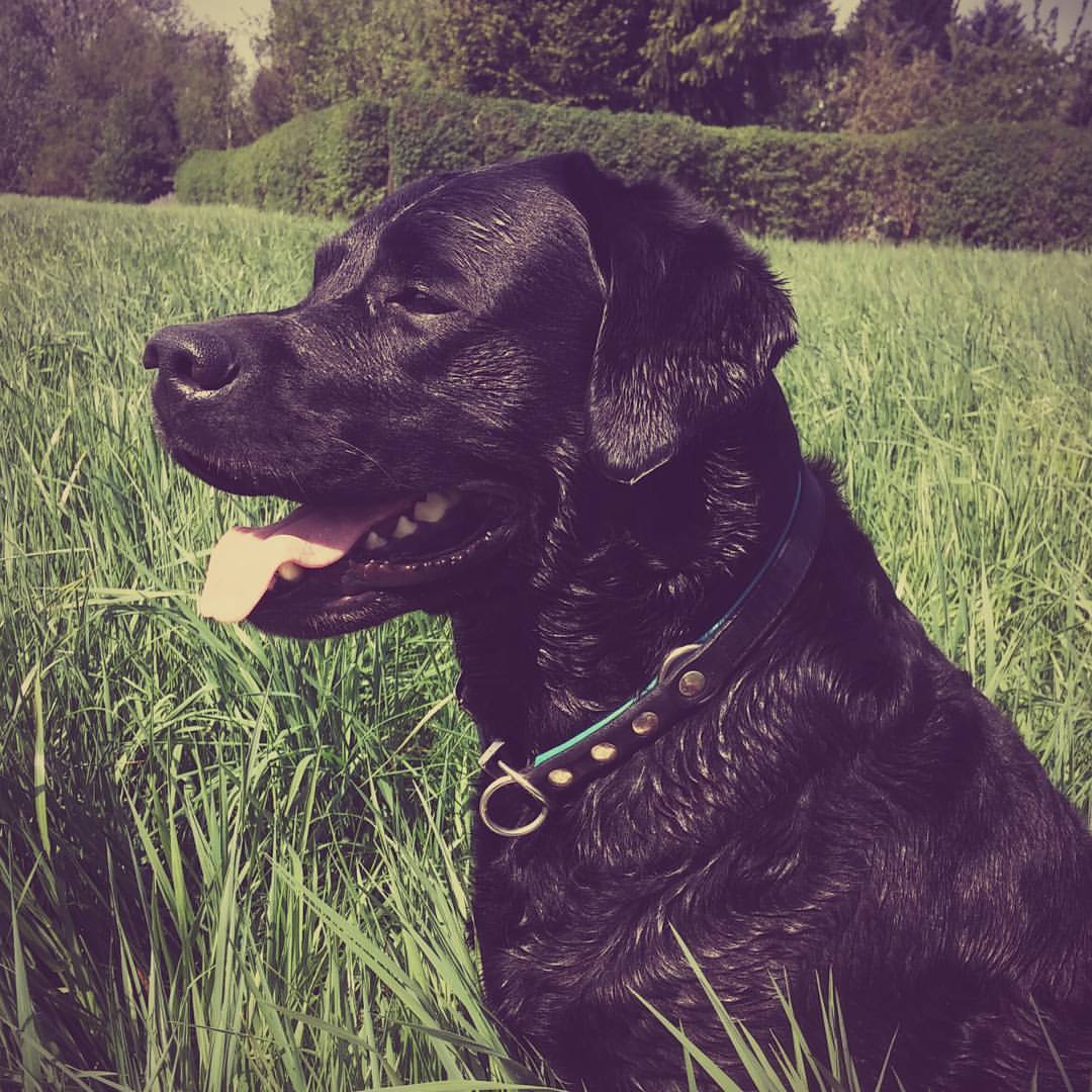 40+ Labrador Vom Auerswalder Teich, Eine woche noch und magnum wird.