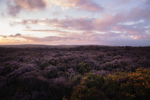 ardley: Golden Hour meets Purple - The Quantock Hills, Somerset Photographed by Freddie Ardley