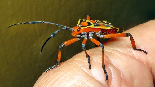 onenicebugperday:Leaf-footed bug nymphs in the genus PachylisFound throughout Mexico, Central Americ