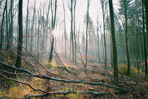 Winter Wood by scotbot on Flickr.