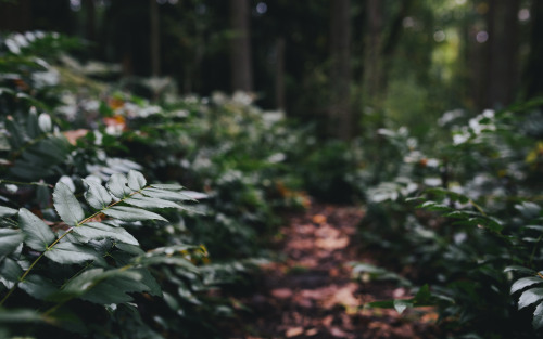 The Things I Wonder About by John Westrock Via Flickr: &hellip; Trail to Poo Poo Point / Issaquah, W